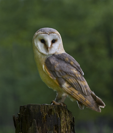 Tornuggla (Tyto alba), Photograph by Felix Heintzenberg/Biofokus