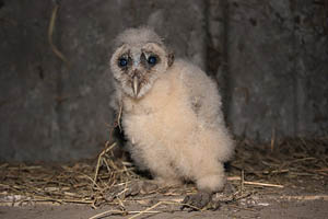 Tornuggla (Tyto alba), Photograph by Felix Heintzenberg/Biofokus